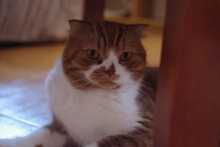 $たまねこのブログ