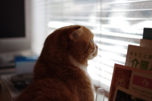 たまねこのブログ
