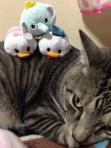 ぎんちゃん