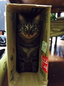チャ子ちゃん