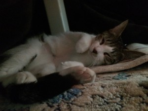 なっつおこた