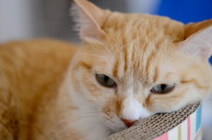 DSC_2648
