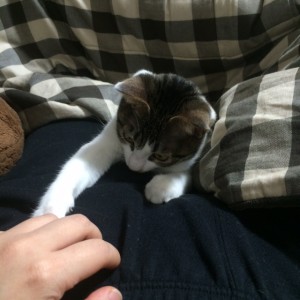 なつめちゃん2image2