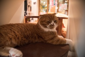 DSC_0070-2