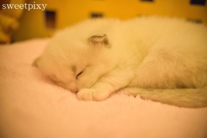 rogosDSC_2882