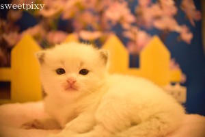 rogosDSC_2893