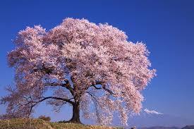 yjimage (8)