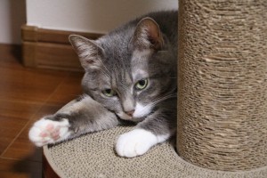 IMG_0462