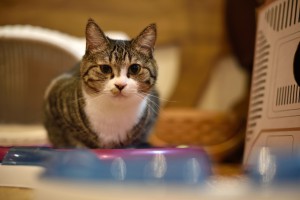s001DSC_3844