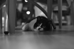 s028DSC_3300-EditLR-4