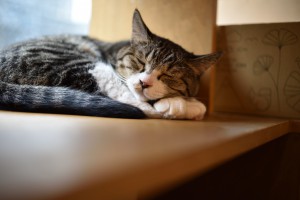 002DSC_5275