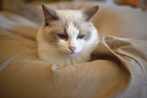 003DSC_5278
