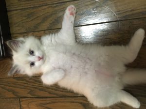 IMG_3646[1]