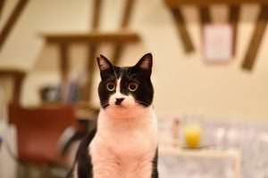 013dsc_1739