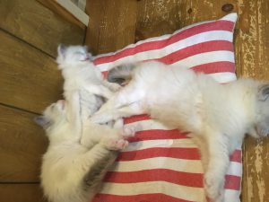 IMG_5496[1]