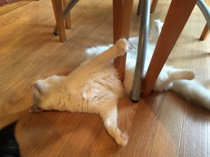 IMG_5876[1]