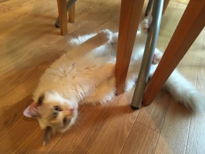 IMG_5877[1]