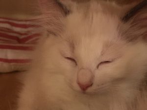 IMG_7468[1]